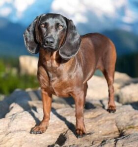 Ein brauner Hund mit langen Ohren steht auf einem Felsen vor einer bewaldeten Berglandschaft.